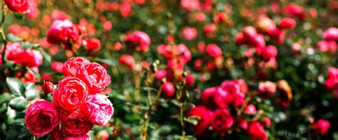 Rosa agrestis: la flora selvatica italiana .